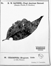 Cercospora aeruginosa image